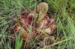 Purple pitcherplant